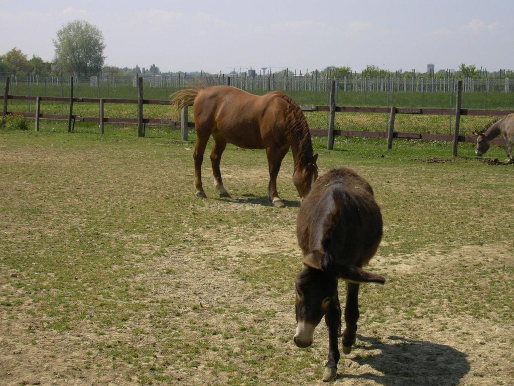 Agriturismo Casa Carpanelli Nonantola المظهر الخارجي الصورة