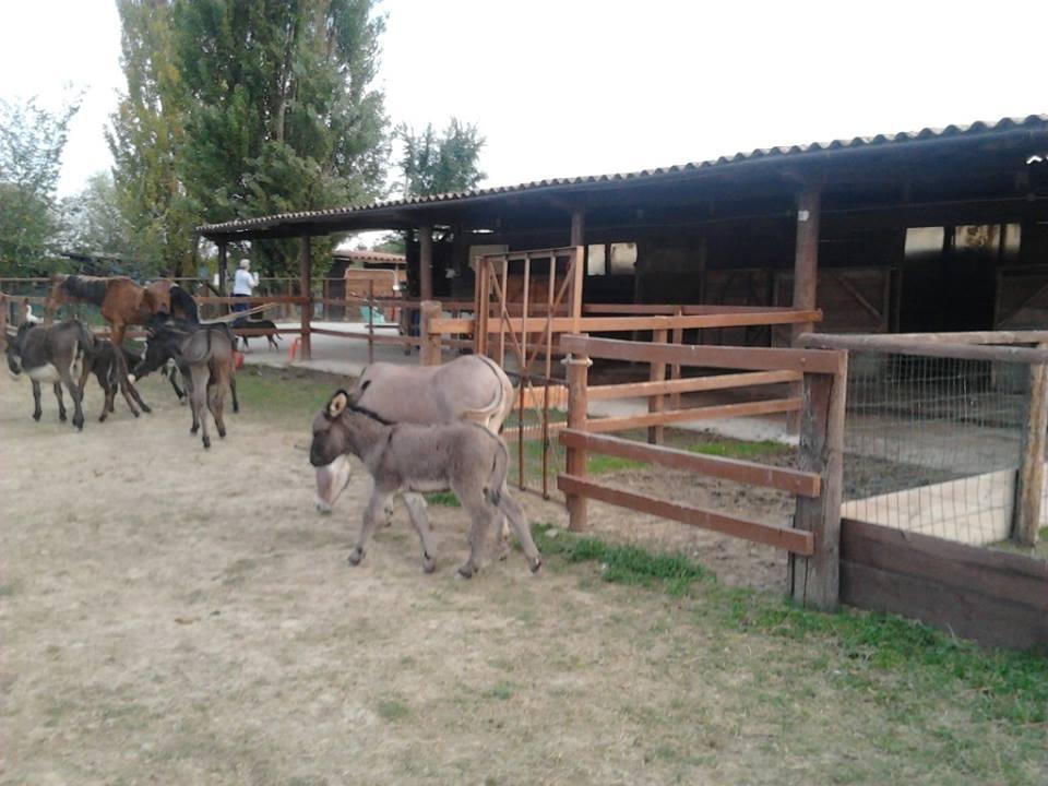 Agriturismo Casa Carpanelli Nonantola المظهر الخارجي الصورة