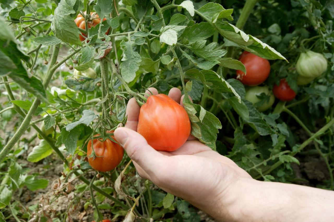 Agriturismo Casa Carpanelli Nonantola المظهر الخارجي الصورة